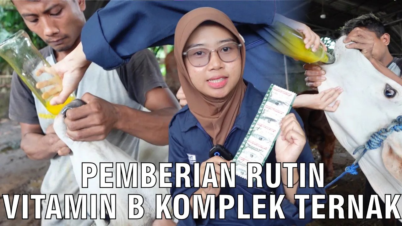 
                                 Pencekokan-Vitamin-B-Kompleks-Ternak-Sapi